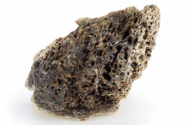 Fossil Tyrannosaur (T rex) Bone Section - Wyoming #306776